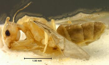 Media type: image; Entomology 9251   Aspect: habitus lateral view
